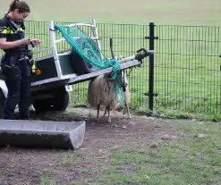 Brandweer bevrijdt schaap uit benarde positie