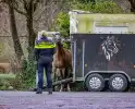Gestresst paard wil trailer niet in