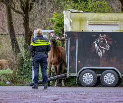 Gestresst paard wil trailer niet in