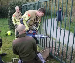 Brandweer bevrijdt vastzittend hert