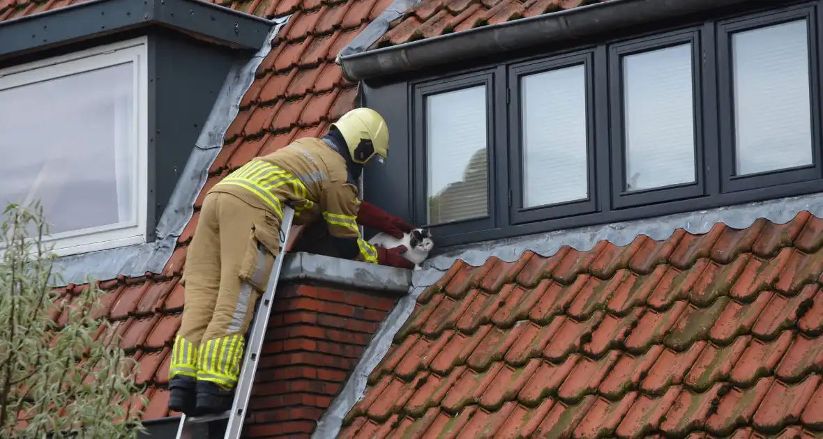 Brandweer redt kat Messi van dak