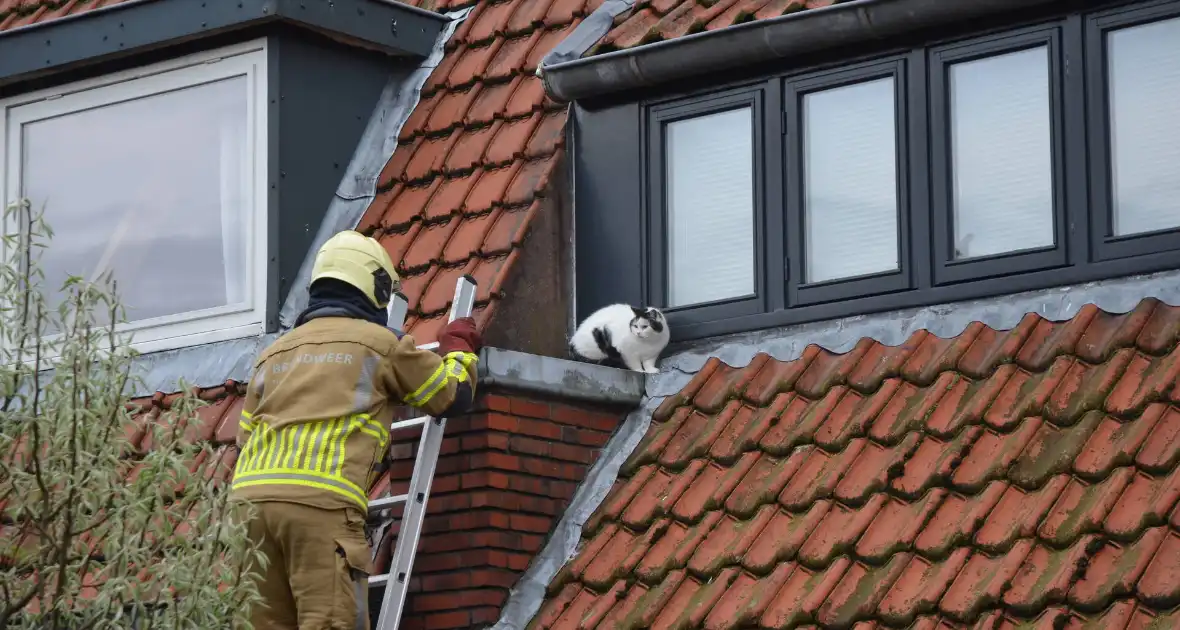 Brandweer redt kat Messi van dak - Foto 2