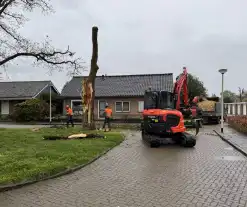 Boom breekt af na rukwinden