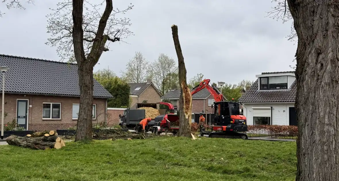 Boom breekt af na rukwinden - Foto 5