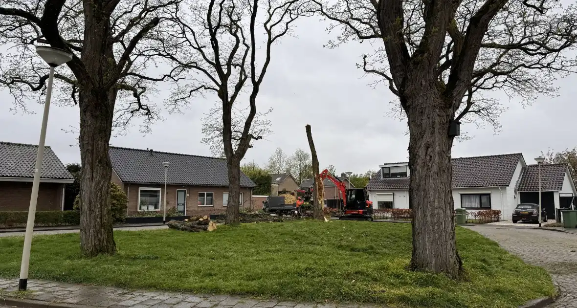 Boom breekt af na rukwinden - Foto 6