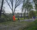 Boom valt om en belandt op provinciale weg