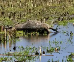 Wolf doodt opnieuw tientallen schapen