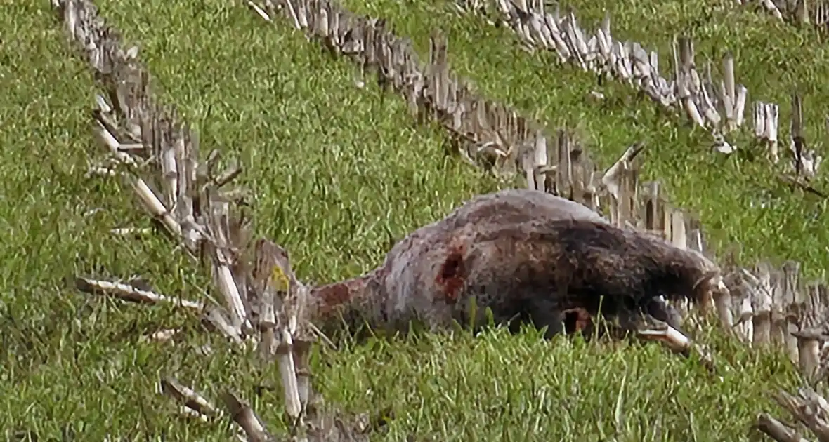 Wolf doodt opnieuw tientallen schapen - Foto 1