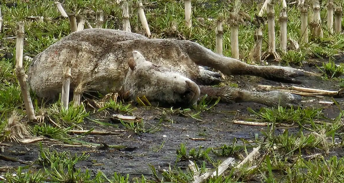 Wolf doodt opnieuw tientallen schapen - Foto 3