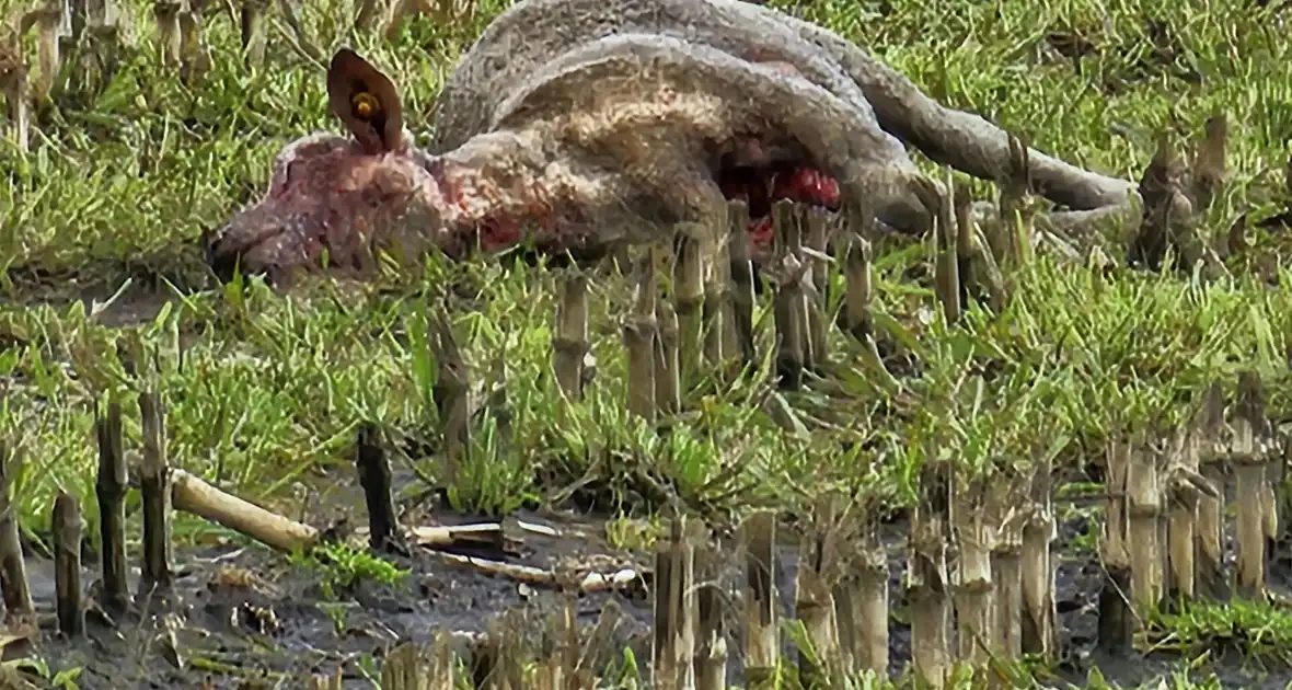 Wolf doodt opnieuw tientallen schapen - Foto 4