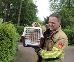 Kat Paco uit de boom gehaald