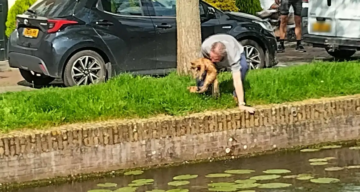 Kat Simba kiest hazenpad en belandt in water - Foto 1