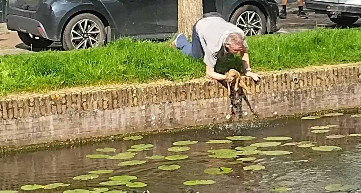 Kat Simba kiest hazenpad en belandt in water - Foto 2