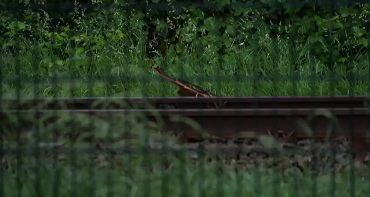 Geen treinen vanwege takken op spoor