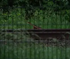 Geen treinen vanwege takken op spoor