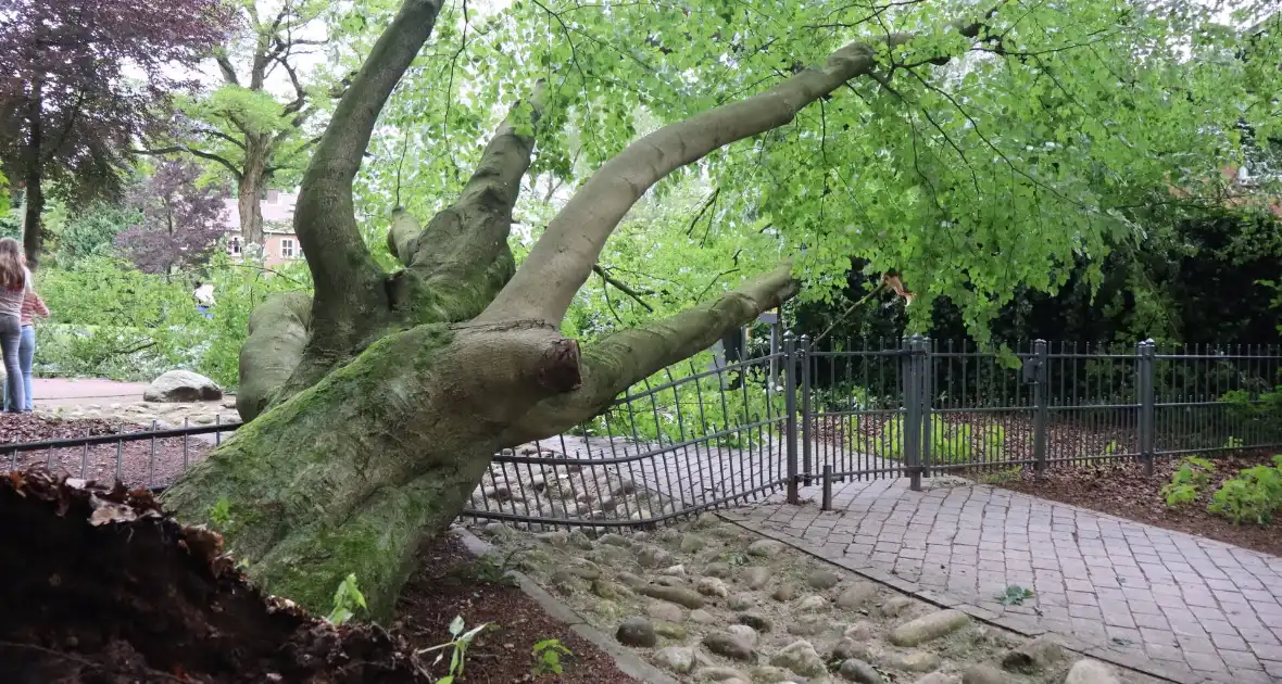 Flinke schade na omvallen boom park Daalhuizen