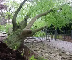 Flinke schade na omvallen boom park Daalhuizen