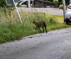 Grote zoektocht naar ontsnapte Serval