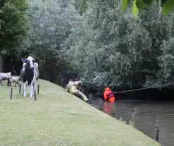 Brandweer aanwezig voor jong schaap in sloot