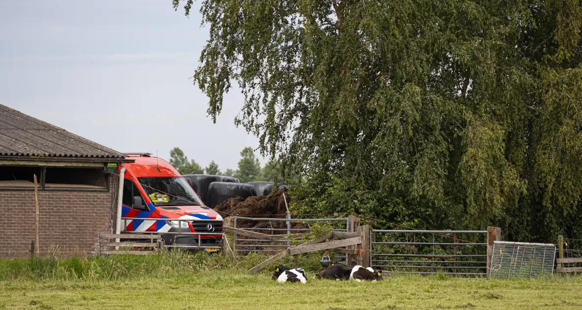 Koeien vallen in mestput - Foto 3