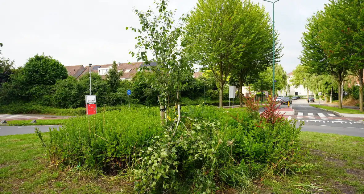 Schade aan gedoneerde meerstammige berk