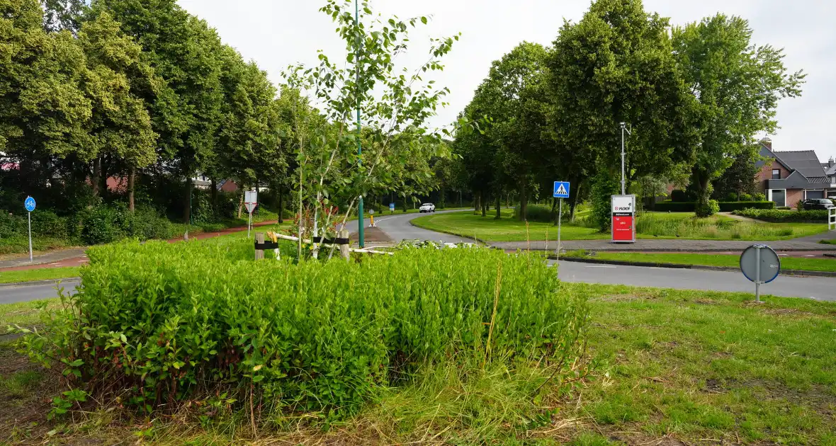 Schade aan gedoneerde meerstammige berk - Foto 4