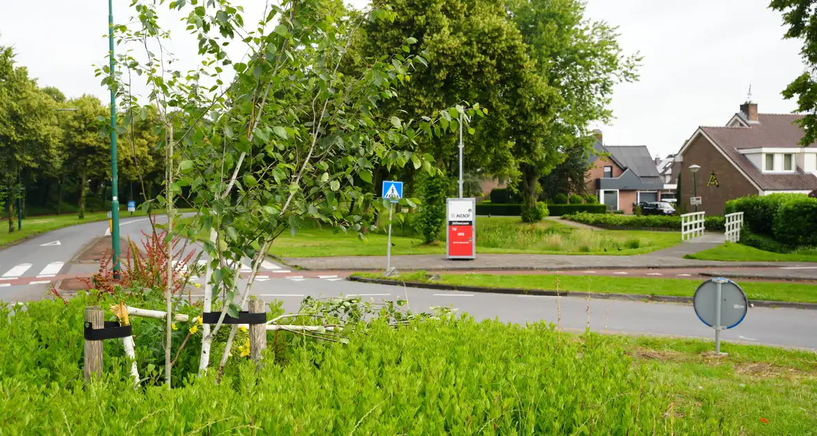 Schade aan gedoneerde meerstammige berk - Foto 7