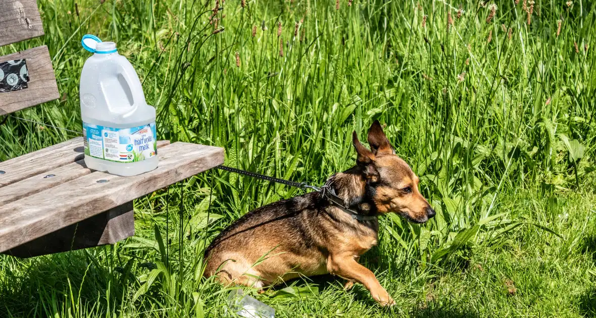 Hond achtergelaten na geweldsincident - Foto 3