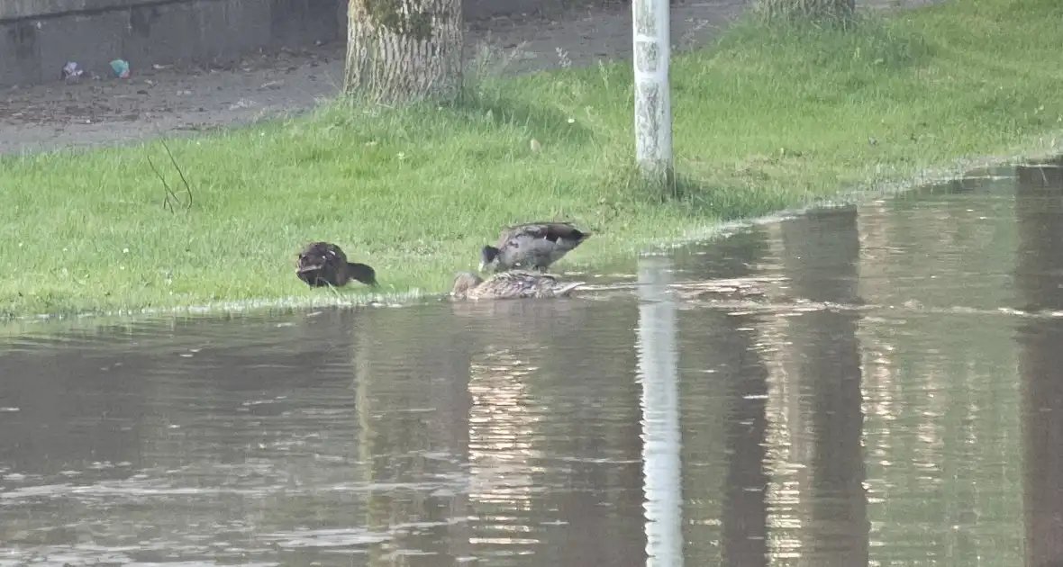 Straat afgesloten wegens grote waterlekkage - Foto 4