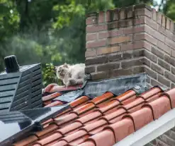 Poes ontglipt aan de brandweer