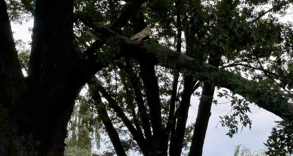 Grote tak breekt van boom en belandt op kind - Foto 2