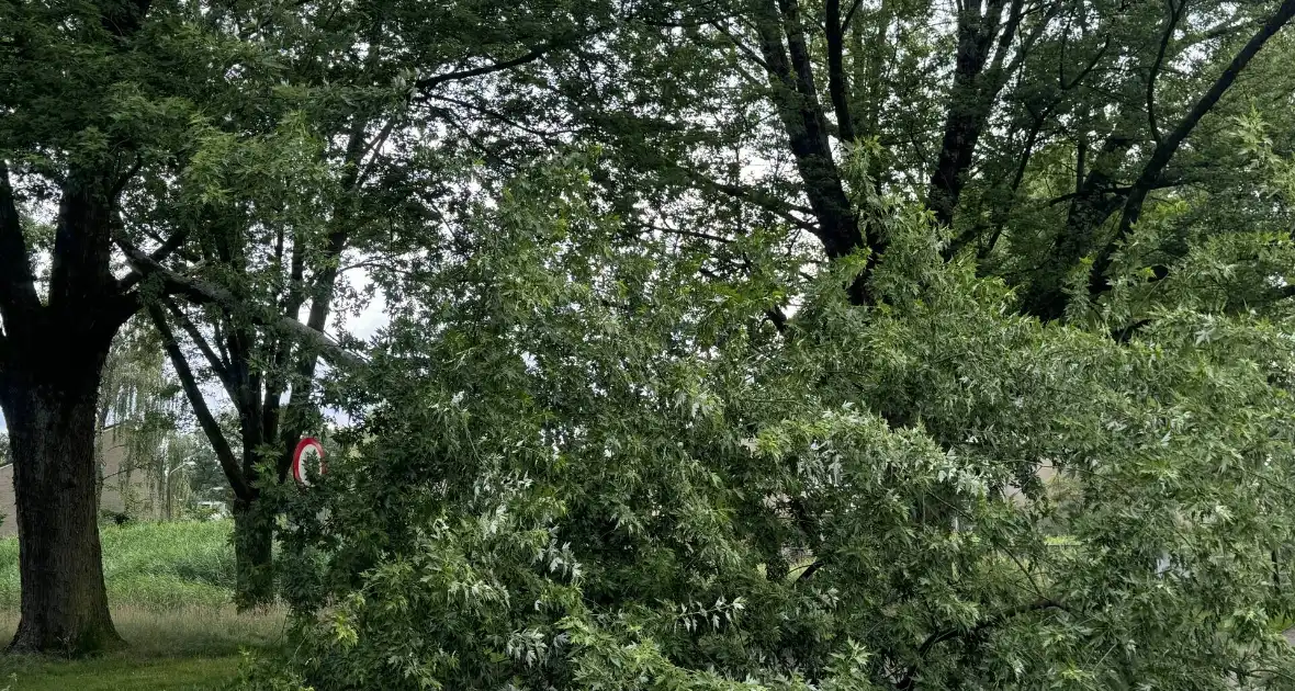 Grote tak breekt van boom en belandt op kind - Foto 3