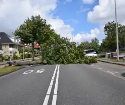 Grote boom belandt op weg tijdens storm