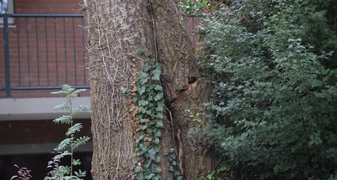 Grote boom dreigt om te vallen door storm - Foto 1