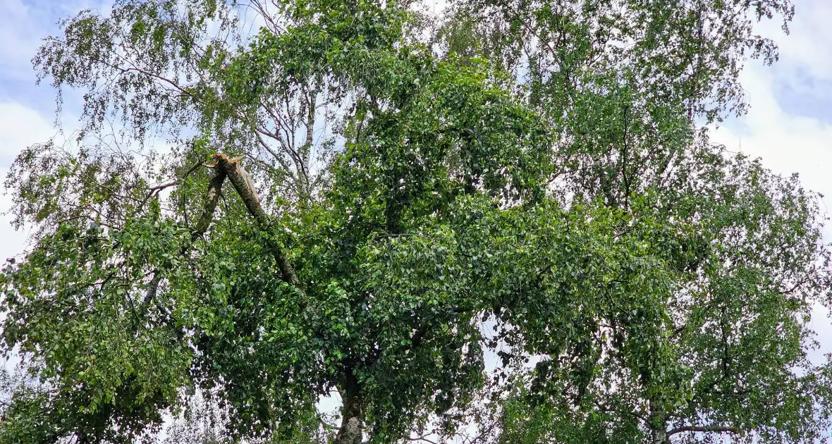 Brandweer zaagt gevaarlijk loshangende tak uit boom - Foto 1