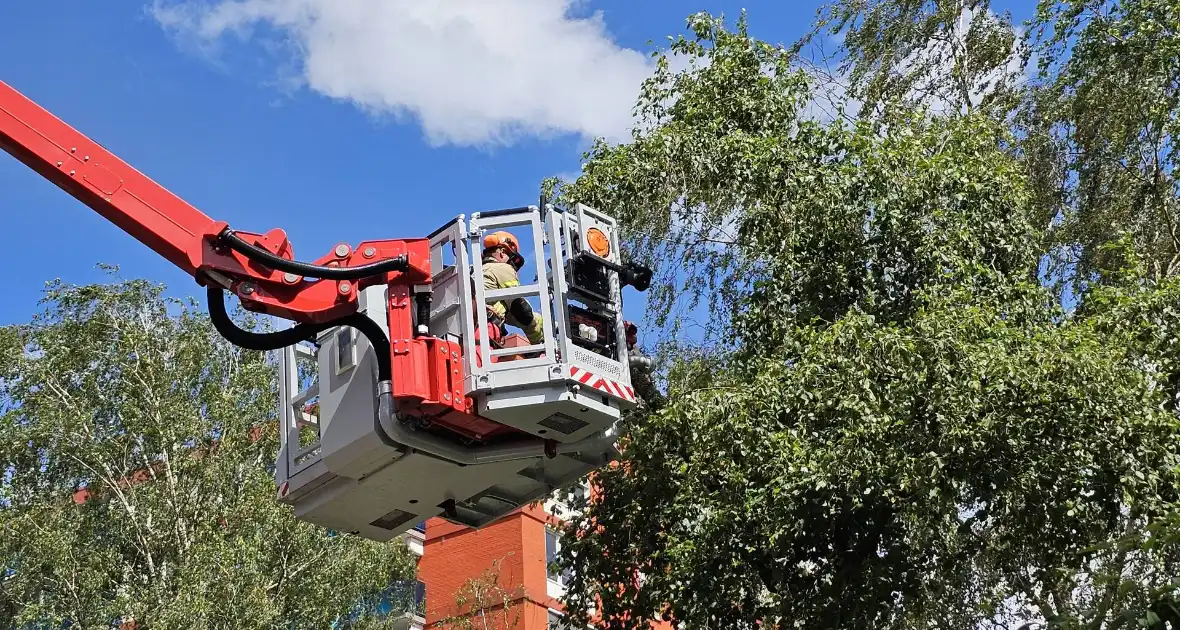 Brandweer zaagt gevaarlijk loshangende tak uit boom - Foto 5