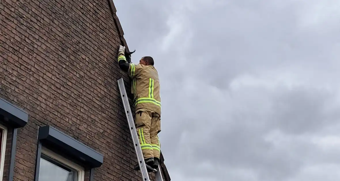 Brandweer helpt vastzittende zwaluw - Foto 3