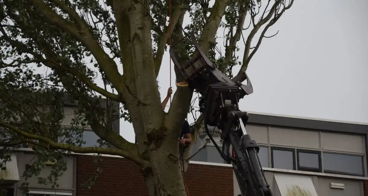 Boom verwijderd die dreigde te vallen - Foto 5