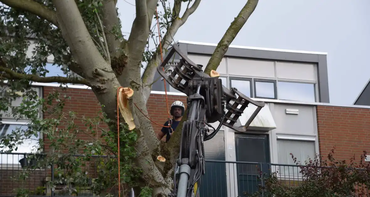 Boom verwijderd die dreigde te vallen - Foto 7