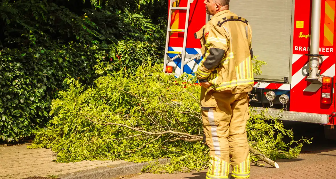 Loshangende tak uit boom gezaagd