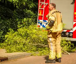 Loshangende tak uit boom gezaagd