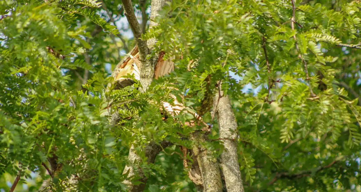 Loshangende tak uit boom gezaagd - Foto 1