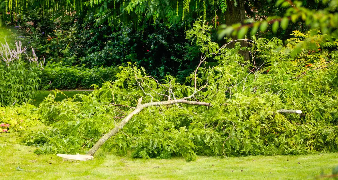 Loshangende tak uit boom gezaagd - Foto 3