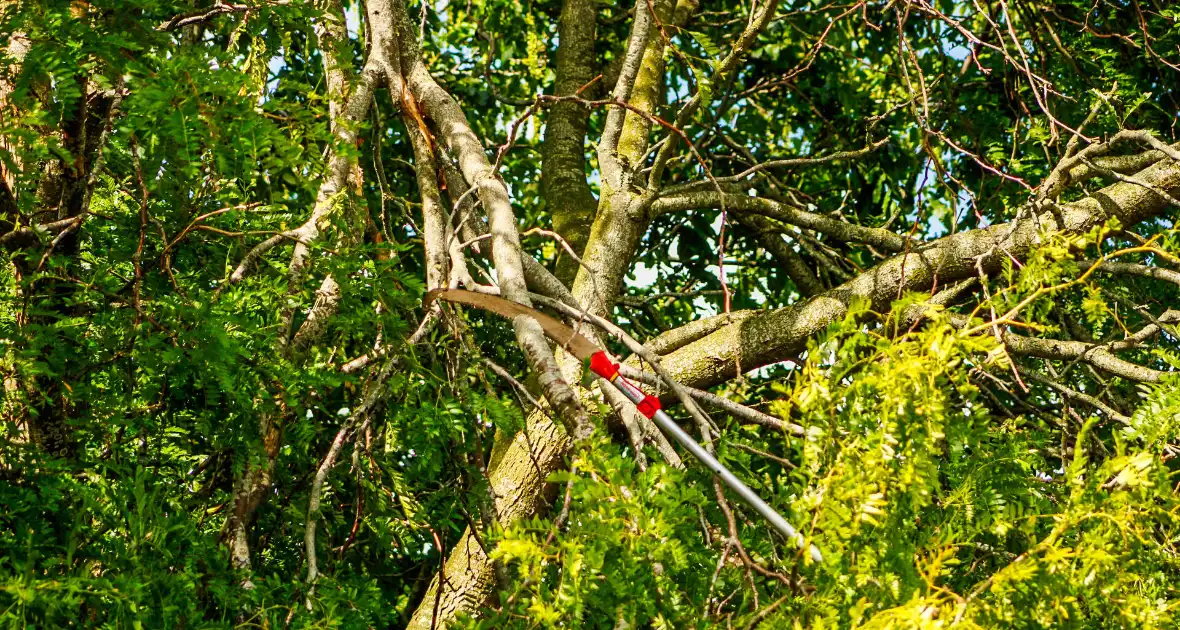 Loshangende tak uit boom gezaagd - Foto 4