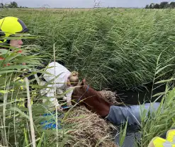 Brandweer ingezet voor paard te water