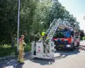 Brandweer redt poes uit boom