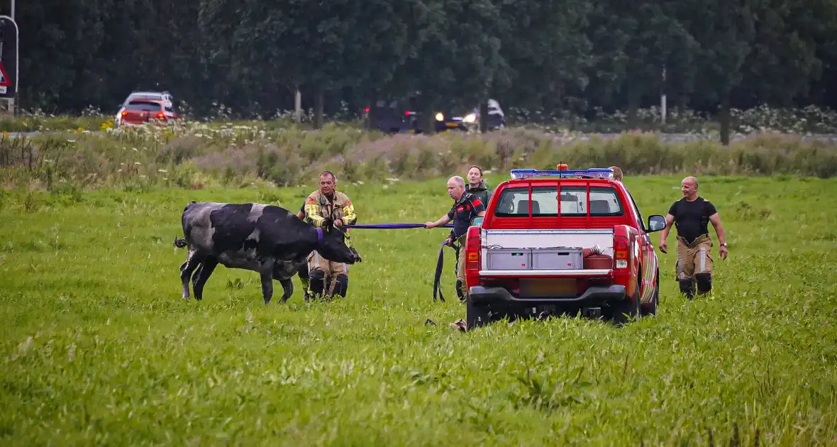 Twee koeien door brandweer uit sloot gered - Foto 1