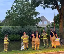 Vastzittende vogel door brandweer bevrijdt