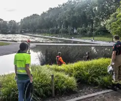 Verstrikte waterhoen laat zich niet vangen