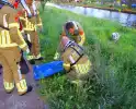 Brandweer haalt overleden ree uit het water